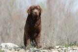 LABRADOR 502